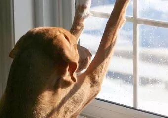  Kutya hideg van az állatoknak is - Állatvédelem